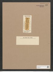 Navicula spathifera Grove et Sturt. (de-Toni-Nr.: Genus 1, Species 204) Zeichnungen Sammlung Grunow Nr. 523 (NHMW-BOT-W0366870)